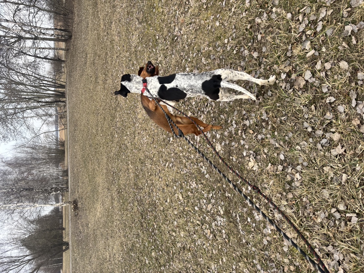 Spacer z psami ze schroniska — aktywności organizowane przez ZwierzoStrefę